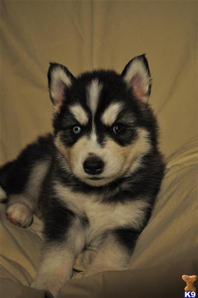 Wolf Dog Puppies for Sale